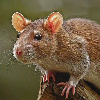 Rat in Chinese Zodiac: Resourcefulness and Charm
